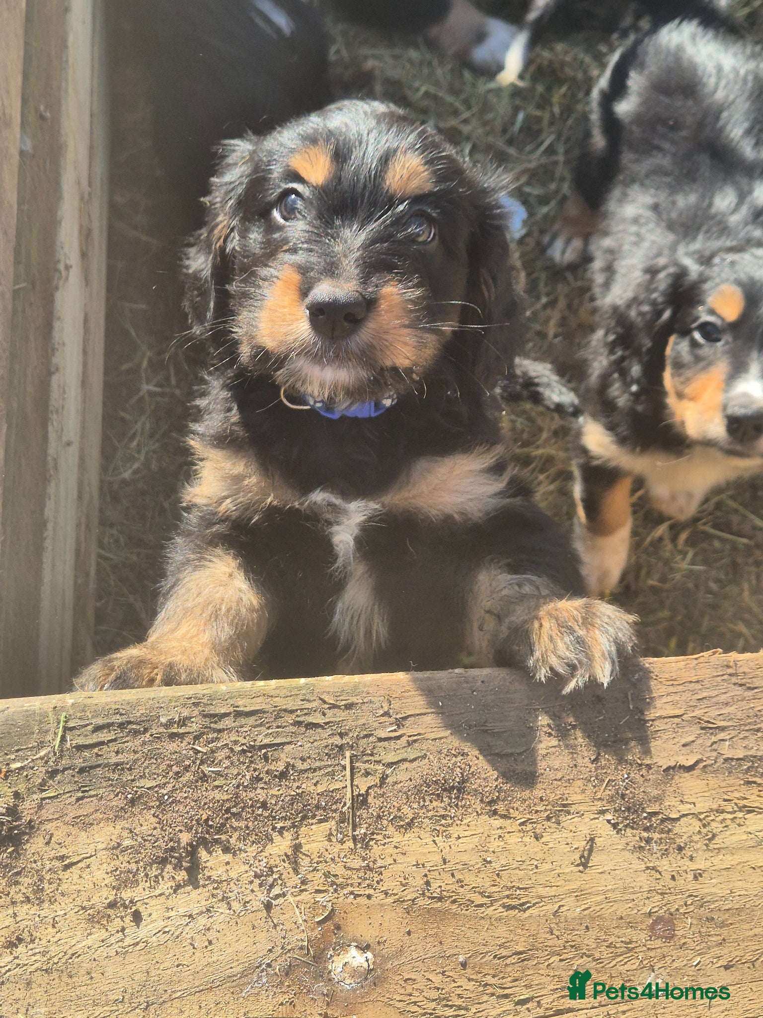 Mixed Breed dogs Borderpoo puppies - Advert 1