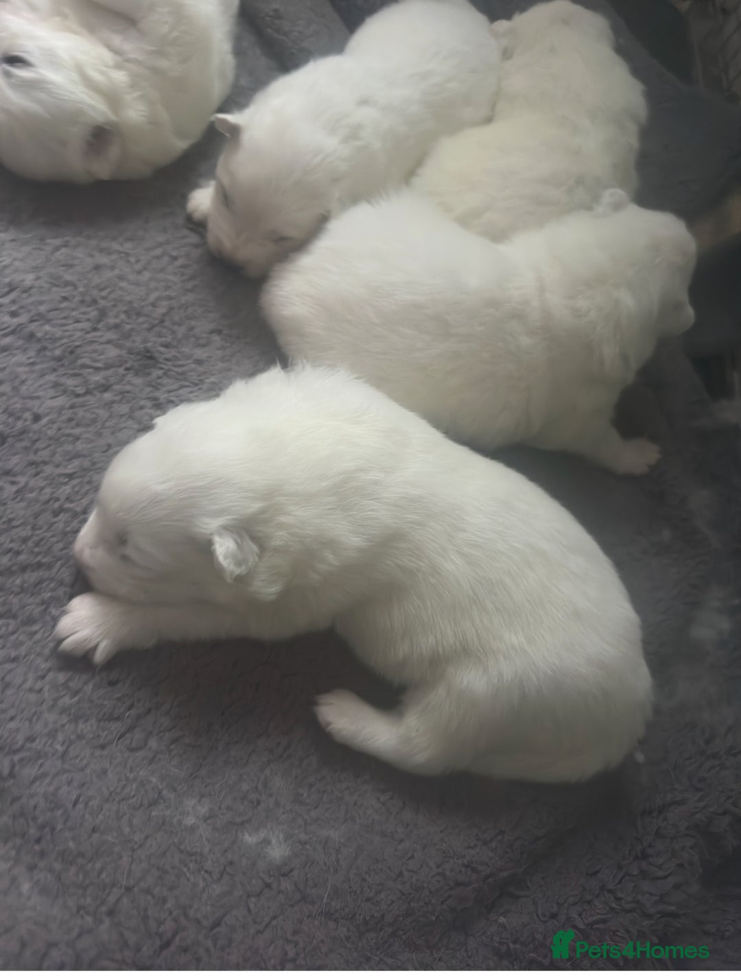 Samoyed dogs for sale: Adorable 6 Samoyed Puppies Waiting Forever Homes - Advert 32