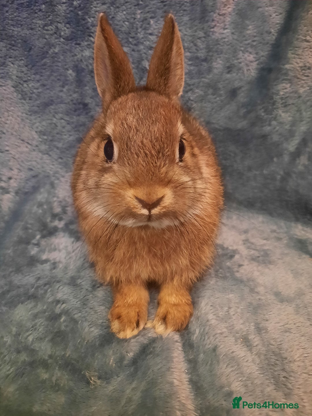 Netherland Dwarf rabbits for sale: Six Litters Of Netherland Dwarf Babies - Advert 2