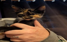 Mixed Breed cats for sale: Fluffy kittens mums part maincoon - Image 7