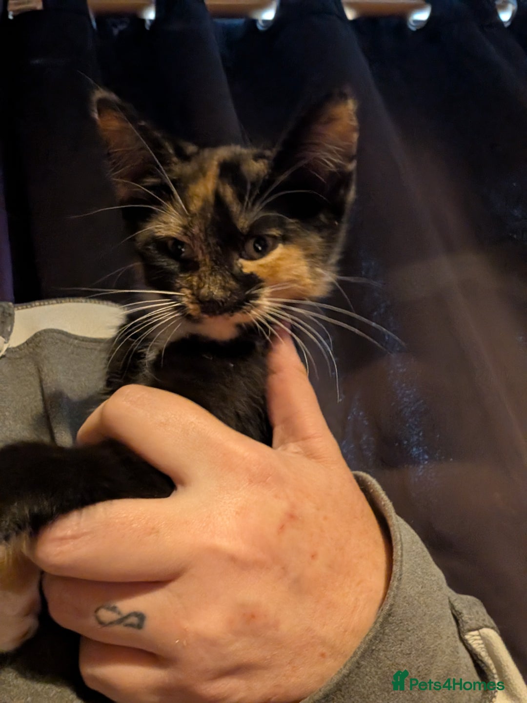 Mixed Breed cats for sale: Fluffy kittens mums part maincoon - Image 7