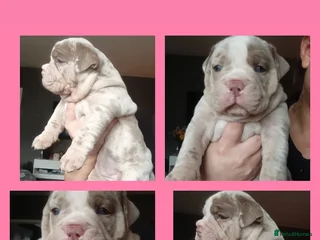 Olde English Bulldogge dogs - Advert 1