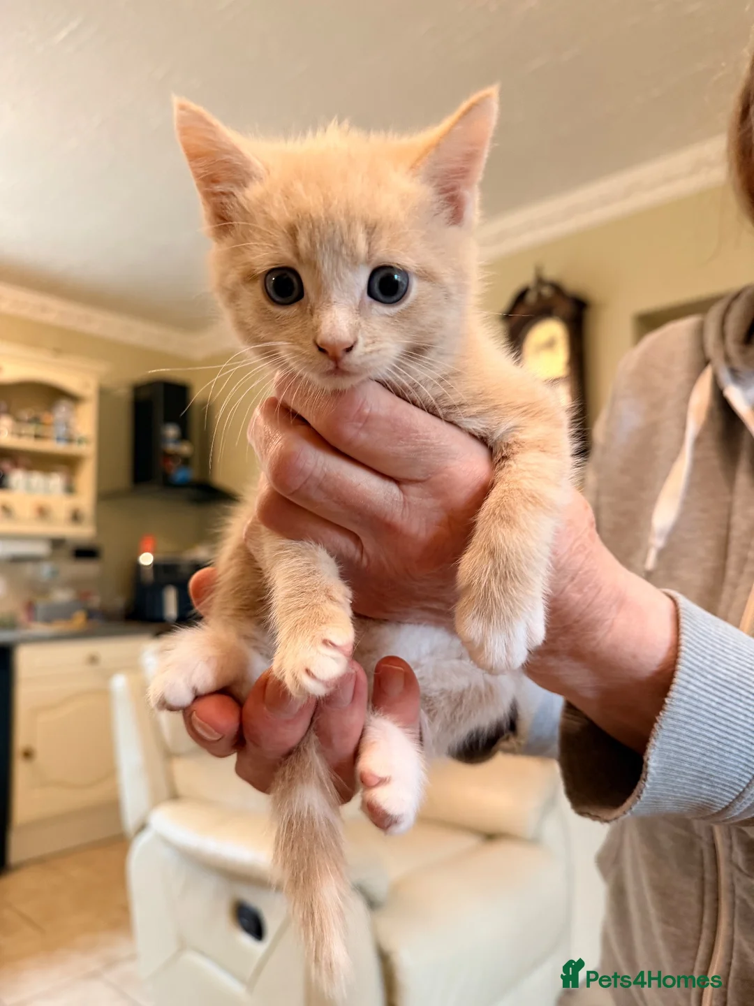 Maine Coon cats for sale: Maincoon X - Advert 4