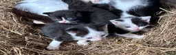 Domestic Shorthair cats for sale: Kittens - Newborn black and white - Advert 4
