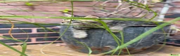 Siberian cats for sale: Pedigree Siberian Kitten from Health-Tested Lines - Advert 7
