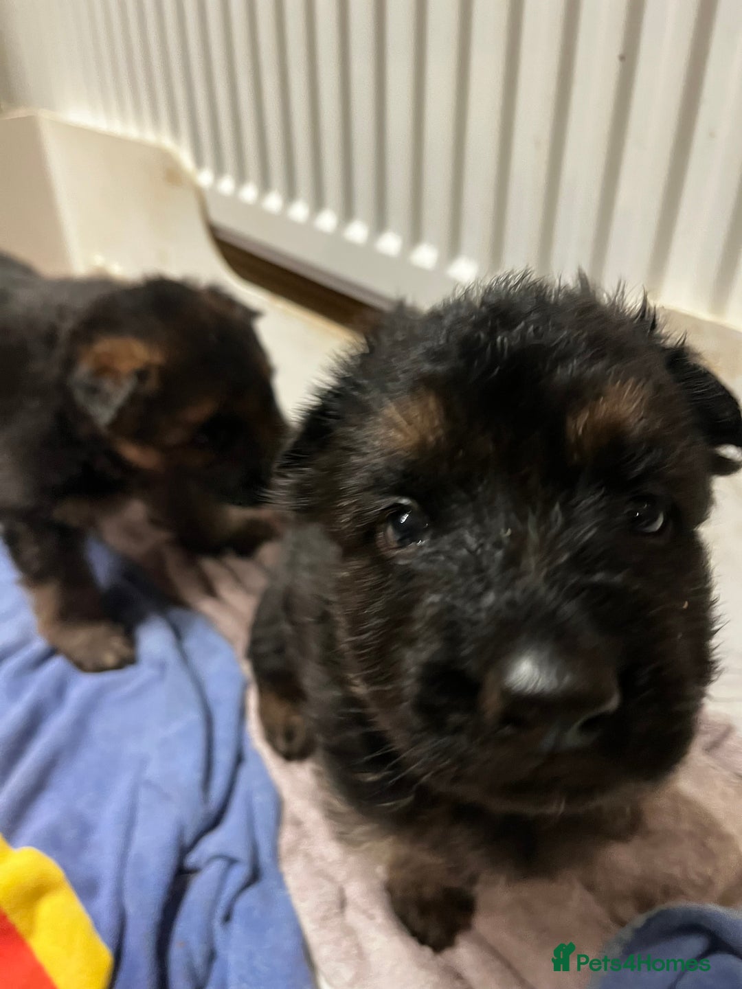 German Shepherd dogs for sale: German shepherds pups - Advert 5