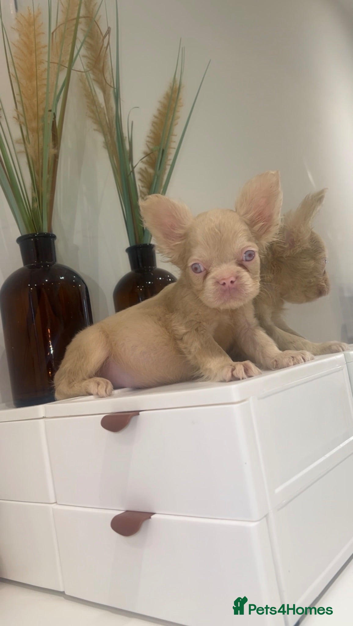 French Bulldog dogs BLUE AND PINK FLOODLES/FULL FLUFFY  FRENCH PUPPIES - Advert 2