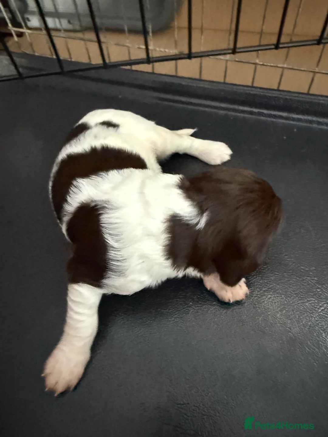 English Springer Spaniel dogs for sale: KC Registered Liver and White ESS Pups  - Advert 2
