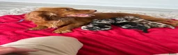 Cocker Spaniel dogs for sale: Cocker spaniel puppies  - Advert 8