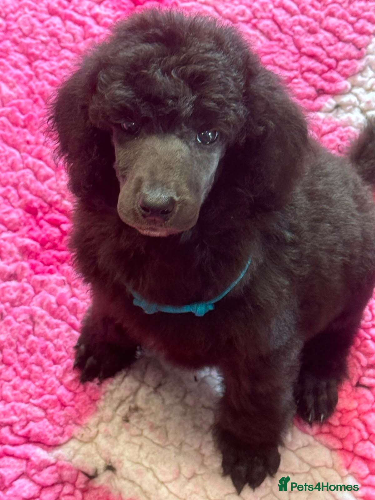 Standard Poodle dogs STANDARD POODLE PUPPIES FULLY TESTED PARENTS  - Advert 5