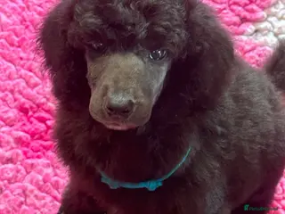 Standard Poodle dogs STANDARD POODLE PUPPIES FULLY TESTED PARENTS - Advert 12