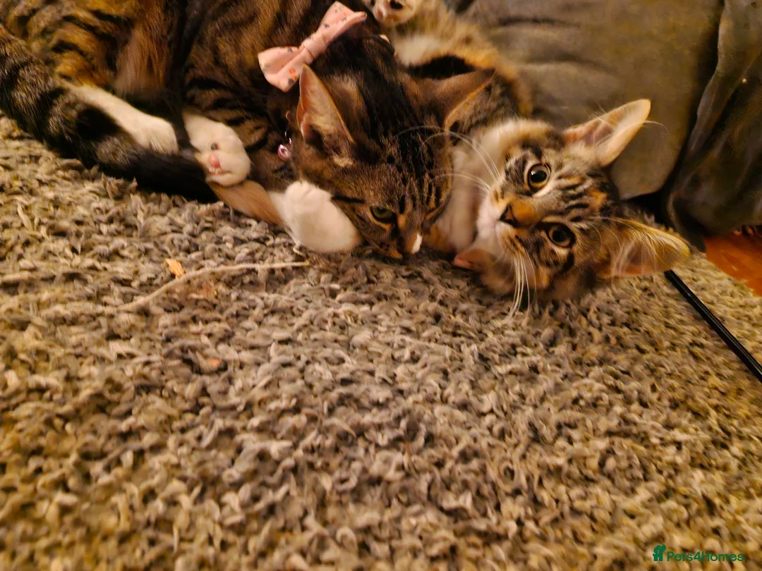 Mixed Breed cats for sale: 2 tabby girls and 1 ginger tabby boy kittens  in Abergele - Advert 7
