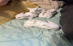 Mini Lop rabbits for sale: Mini Loop Babies Bunnies  - Image 2