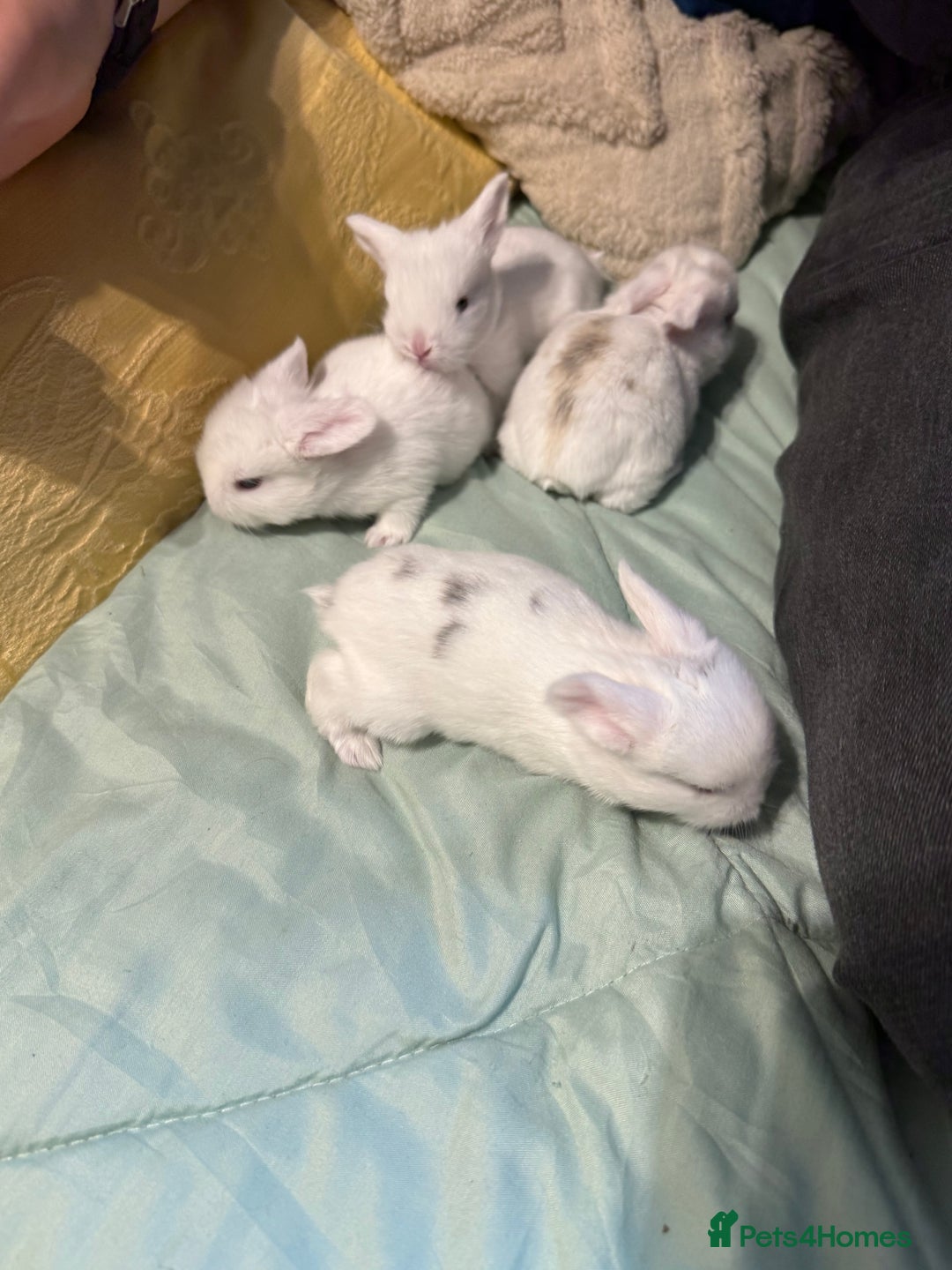 Mini Lop rabbits for sale: Mini Loop Babies Bunnies  - Image 2