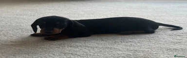 Dachshund 2