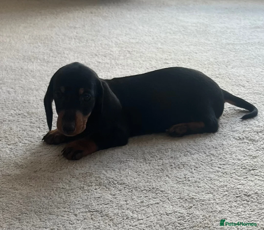 Dachshund dogs for sale: Dachshund - Advert 4