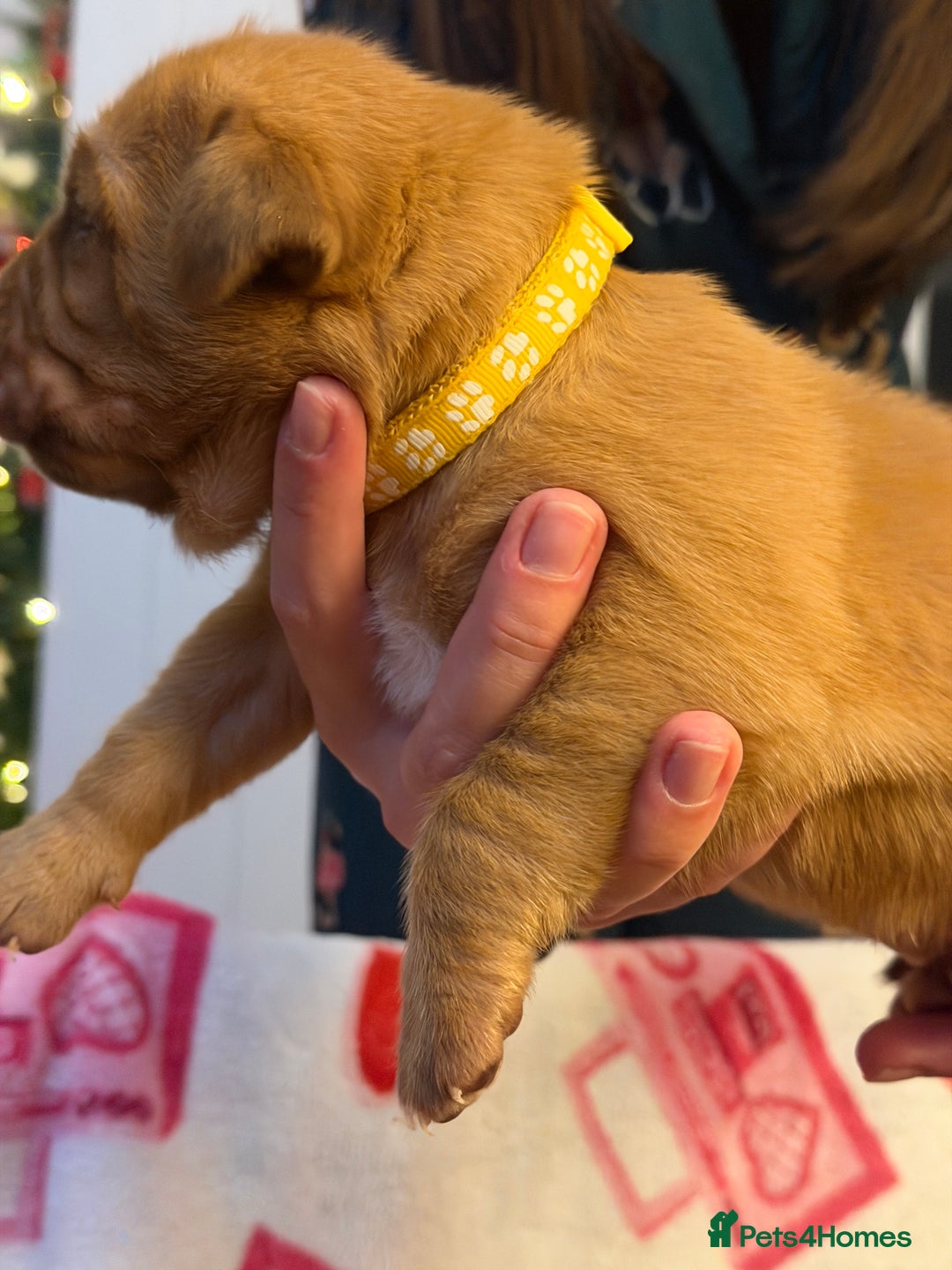 Dogue De Bordeaux dogs for sale: Beautiful Dogue De Bordeaux Puppies - Advert 9