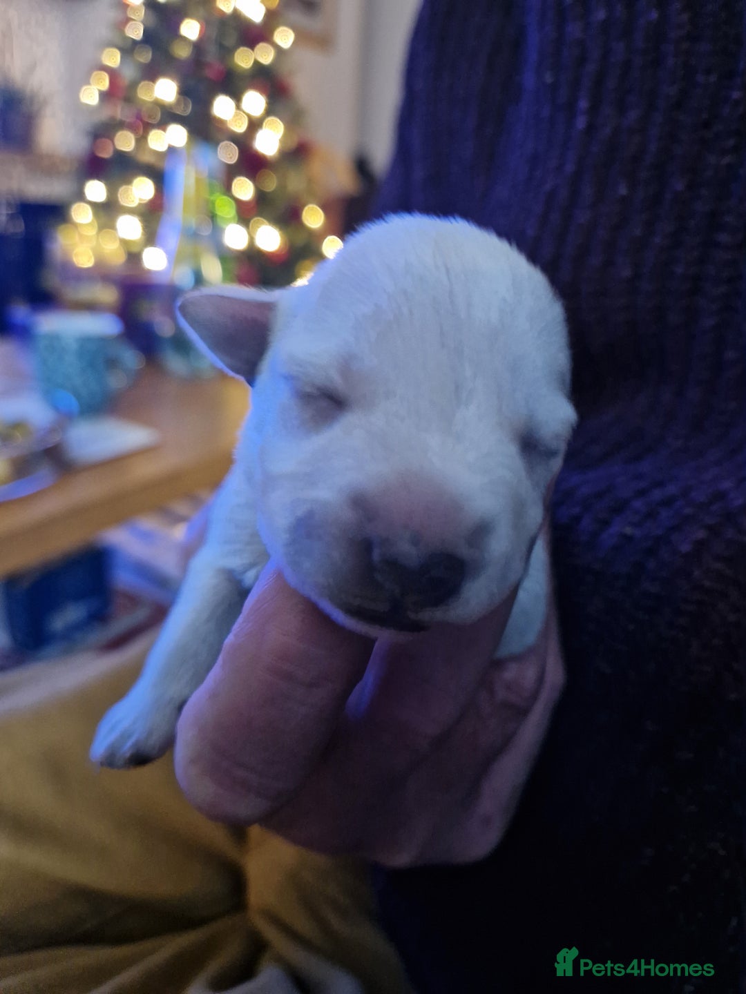 Miniature Schnauzer dogs for sale: Superb KC white minature schnauzer puppies  - Advert 11