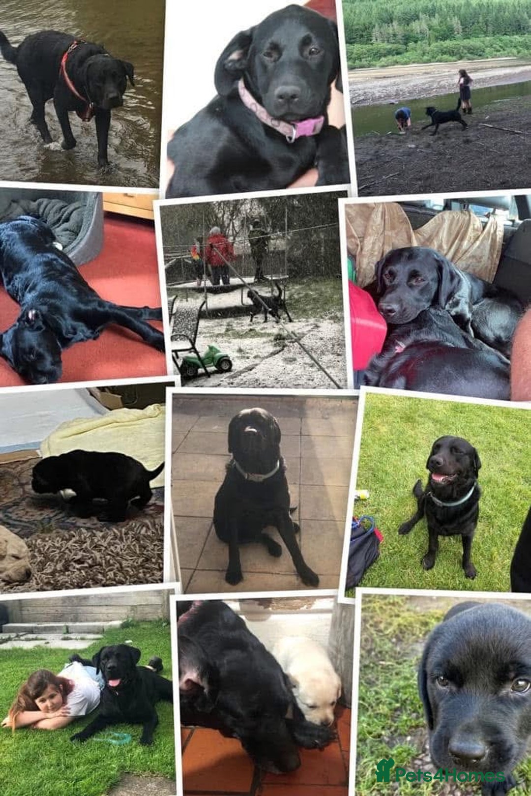 Labrador Retriever dogs for sale: Labrador girl’s ready now  - Advert 23