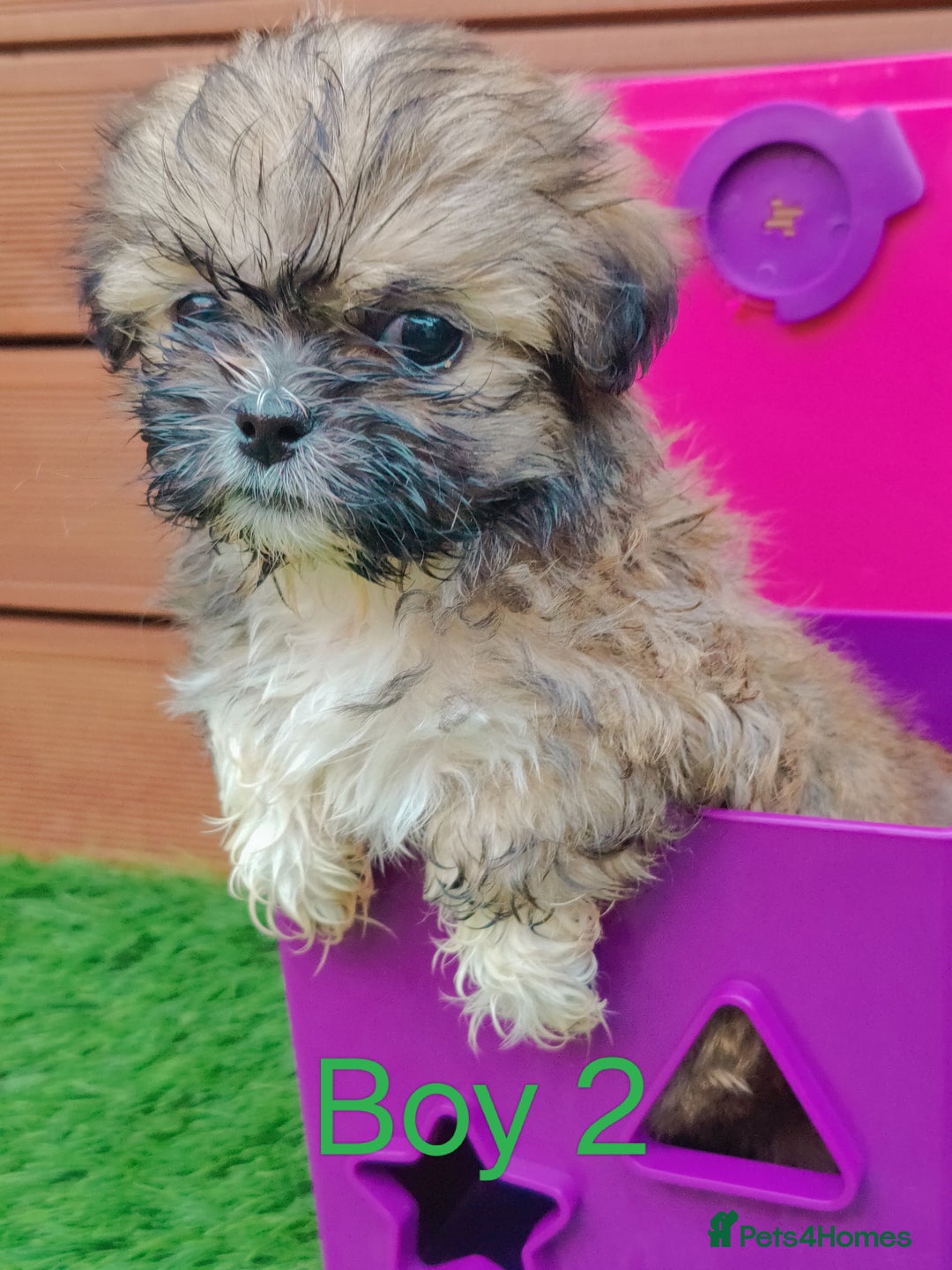Shih Tzu dogs for sale: Shih-tzu - Image 4