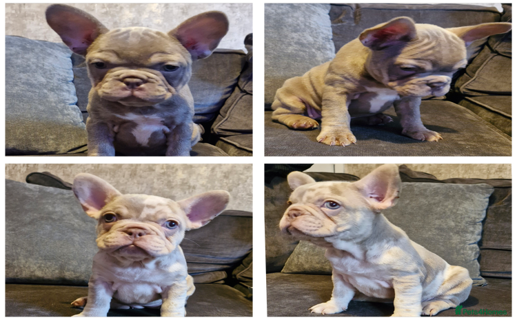 French Bulldog dogs - Advert 1