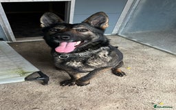 German Shepherd dogs for sale: German Shepard  - Advert 2