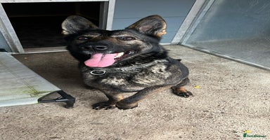 German Shepherd dogs German Shepard  - Advert 12