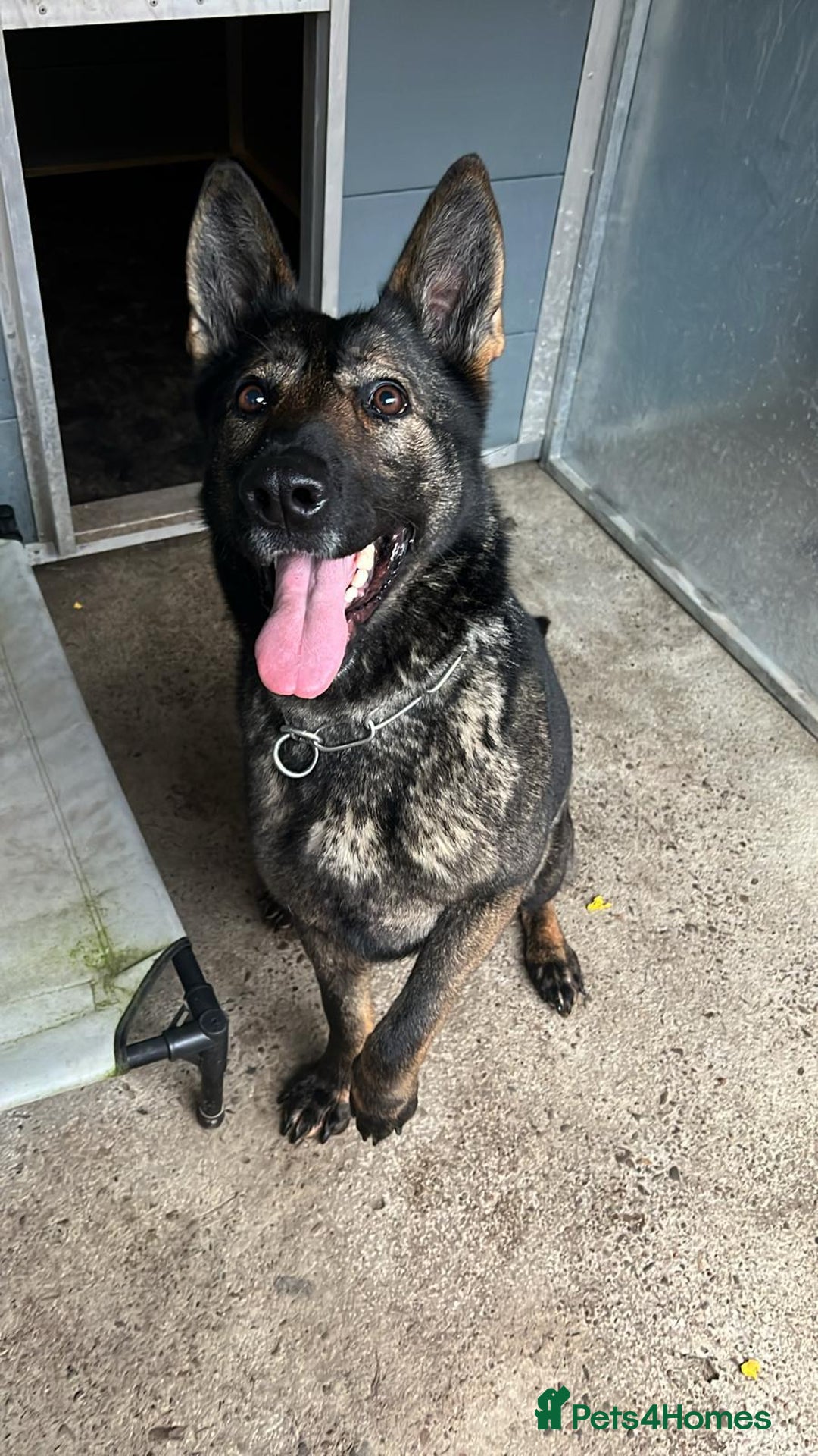 German Shepherd dogs for sale: German Shepard  - Advert 2