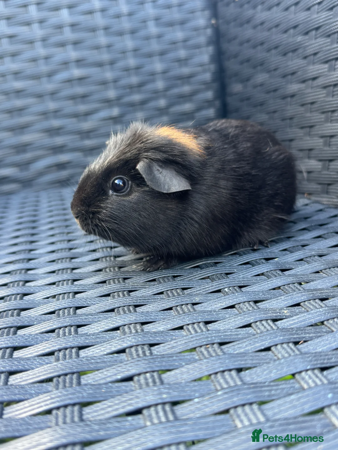 Guinea Pig rodents for sale: Two beautiful guinea pig sisters  - Advert 5