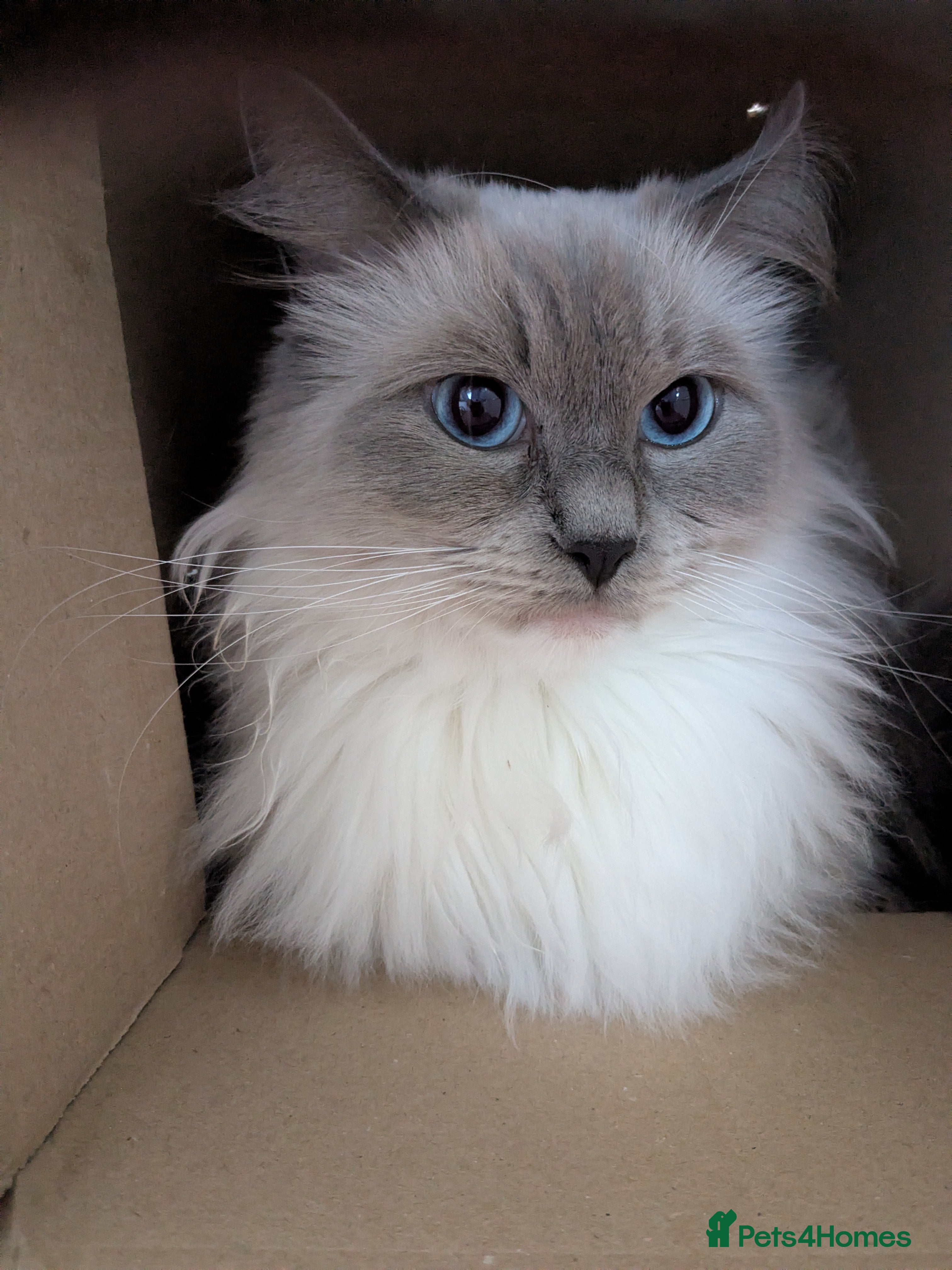 Ragdoll cats Beautiful GCCF Registered Ragdoll Kittens  🐾 - Advert 12