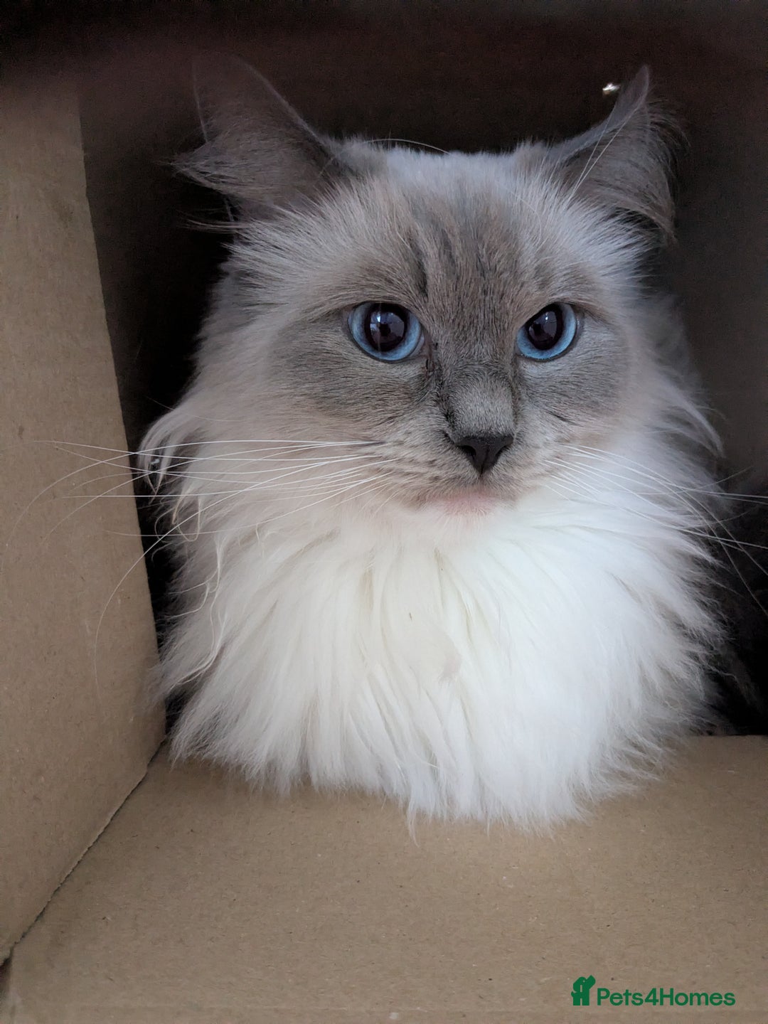 Ragdoll cats for sale: Beautiful GCCF Registered Ragdoll Kittens  🐾 - Advert 1