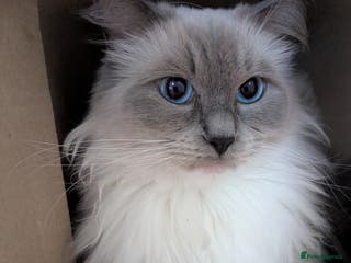 Ragdoll cats Beautiful GCCF Reg.Ragdoll Kittens 🐾 - Advert 4