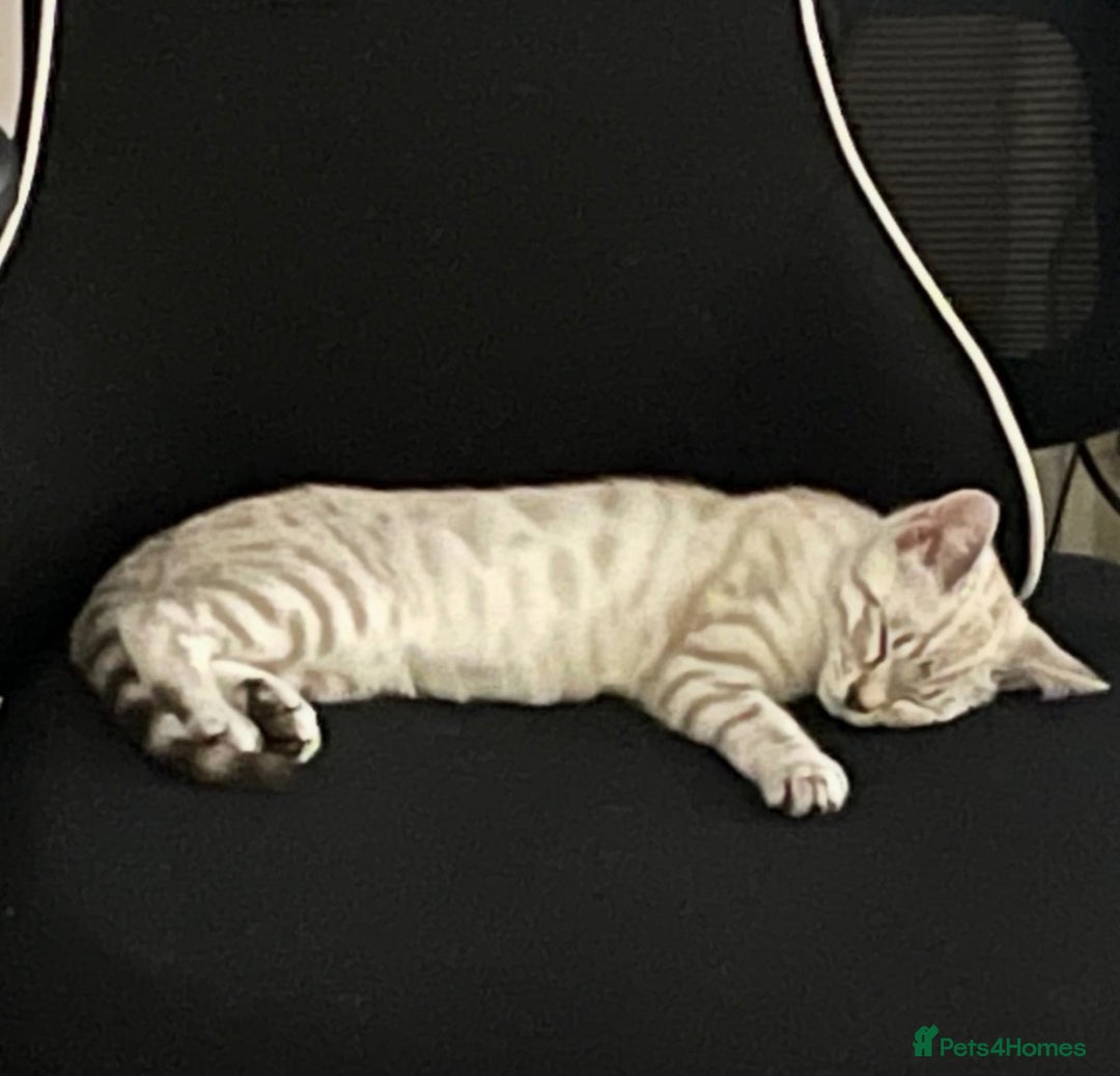 Bengal cats for sale: Pure bred Snow Bengal / Snow Leopard kittens - Image 3