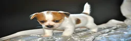 Jack Russell dogs for sale: Long haired mini Jack  Russell puppies for sale  - Advert 8