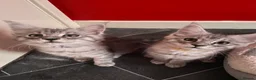 Maine Coon cats for sale: “Stunning” Maine Coon Kittens Ready to Leave Now - Advert 8