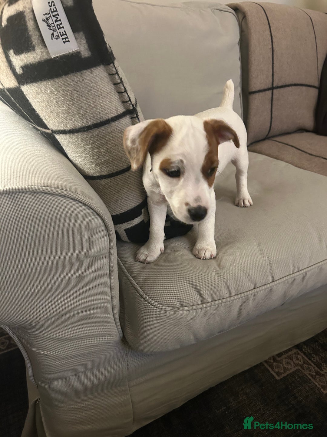 Mixed Breed dogs for sale: Parson / Jack Russell puppies - Advert 27