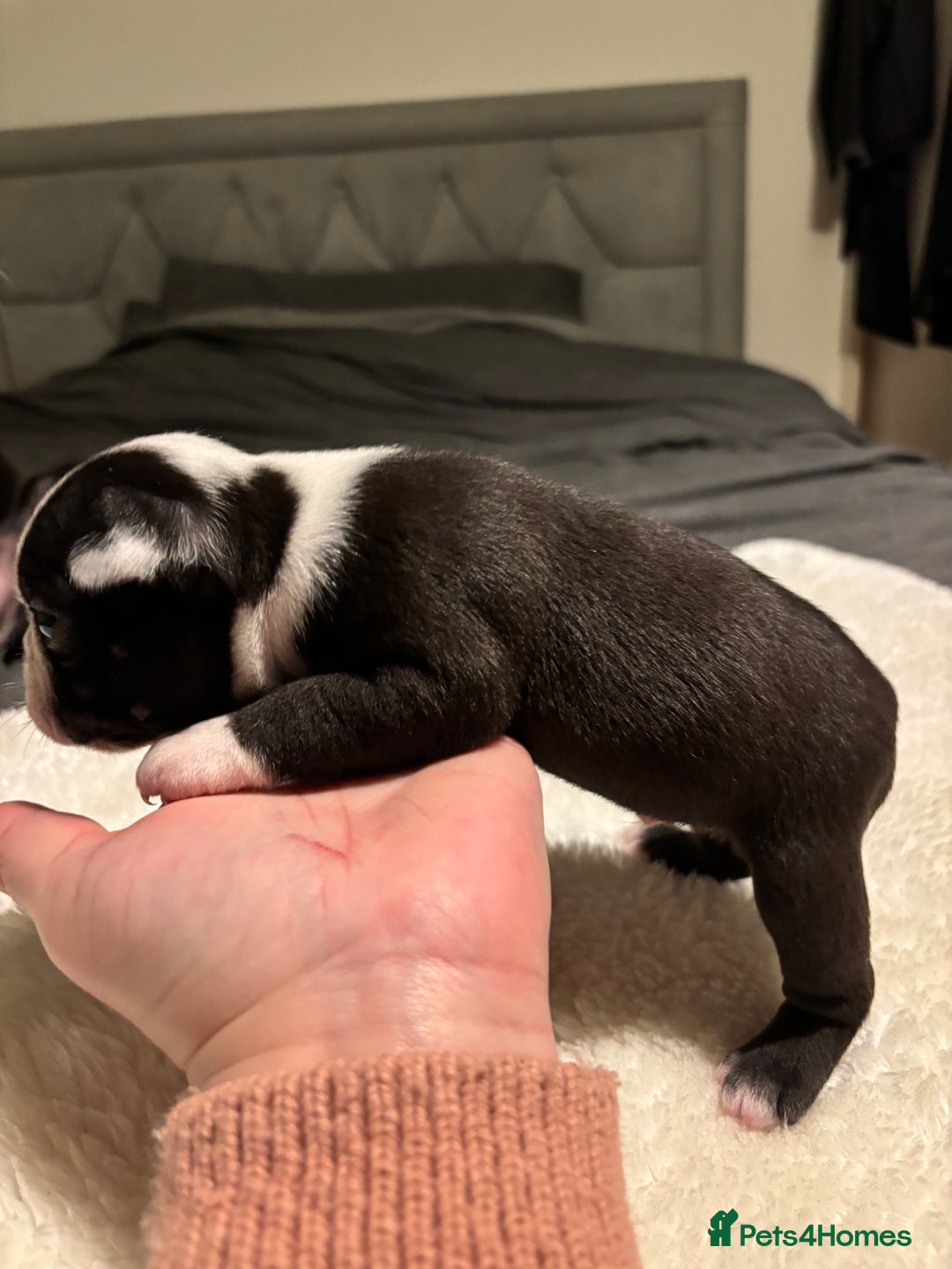 Boston Terrier dogs for sale: Boston Terrier 🐕 Puppy 🐕 KC Registered - Advert 5