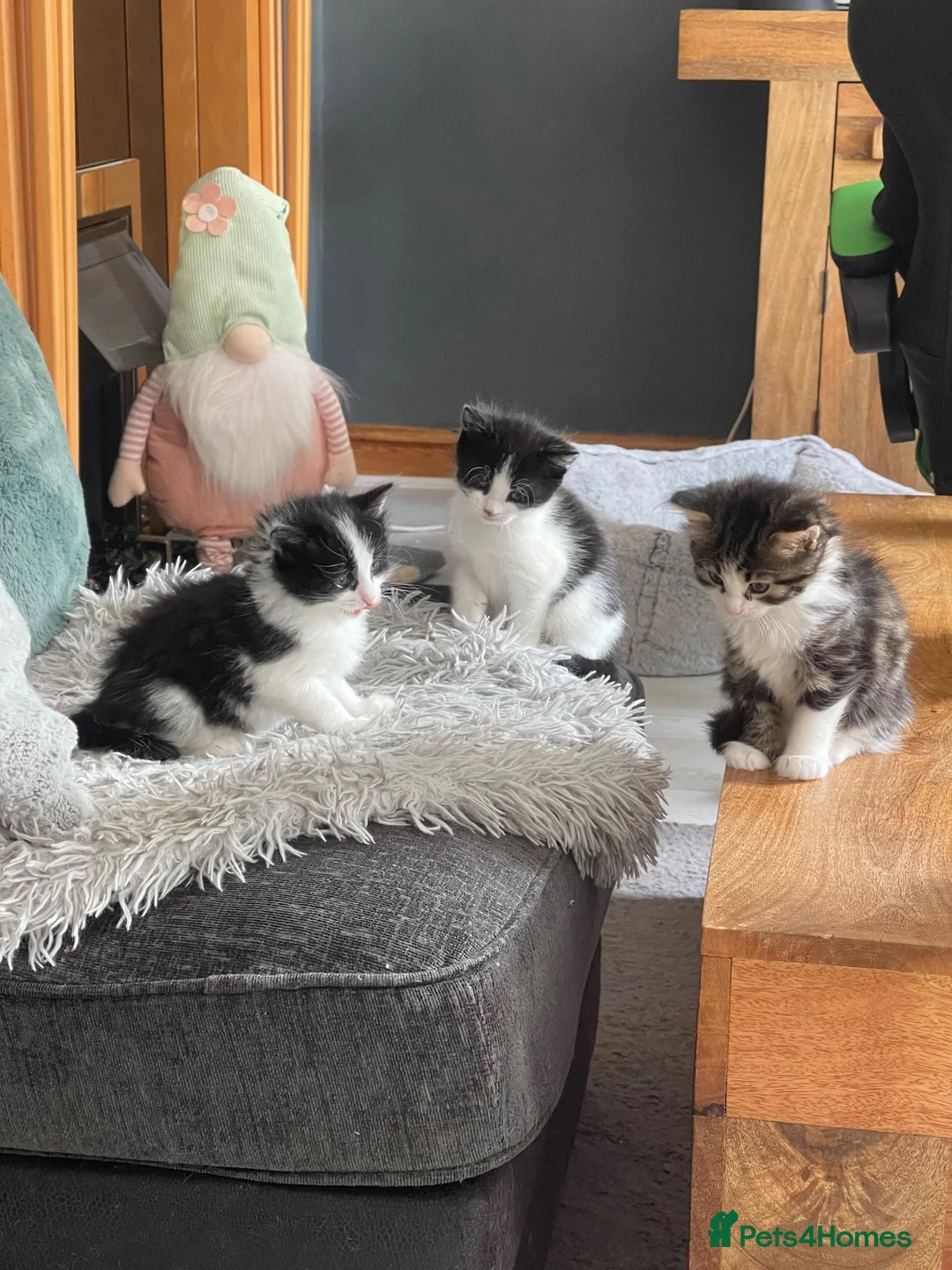 Mixed Breed cats for sale: 2 x black and white female bundles of joy - Advert 6