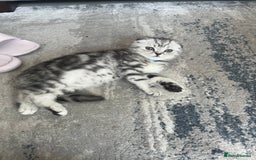 Scottish Fold cats for sale: Scottish fold x British shorthair  - Image 4
