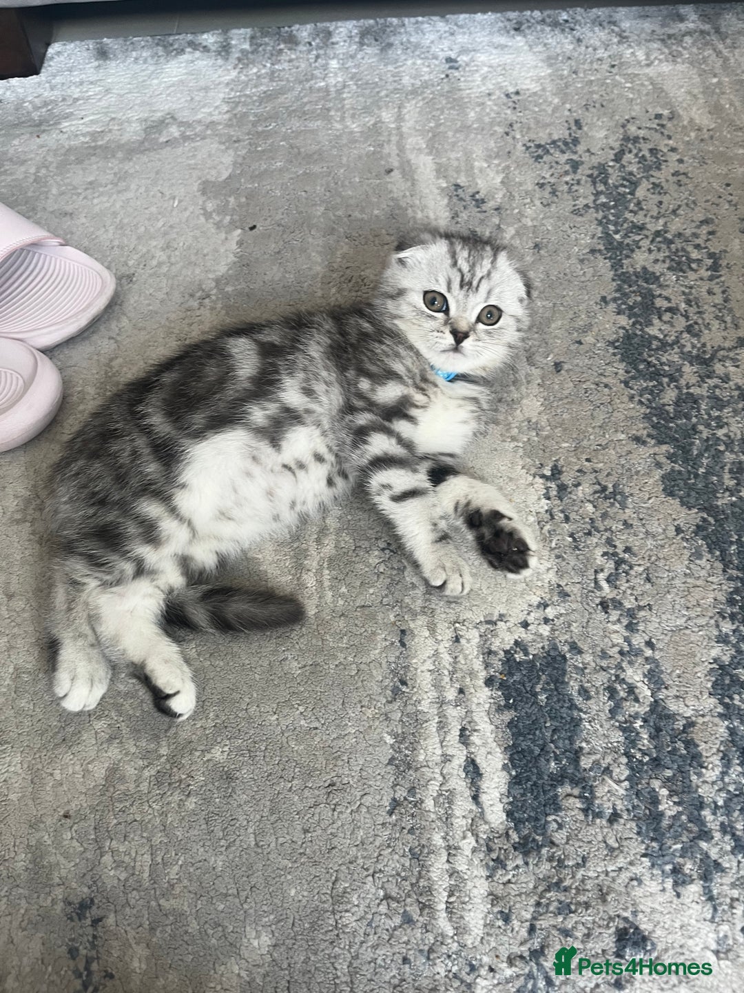 Scottish Fold cats for sale: Scottish fold x British shorthair  - Image 4