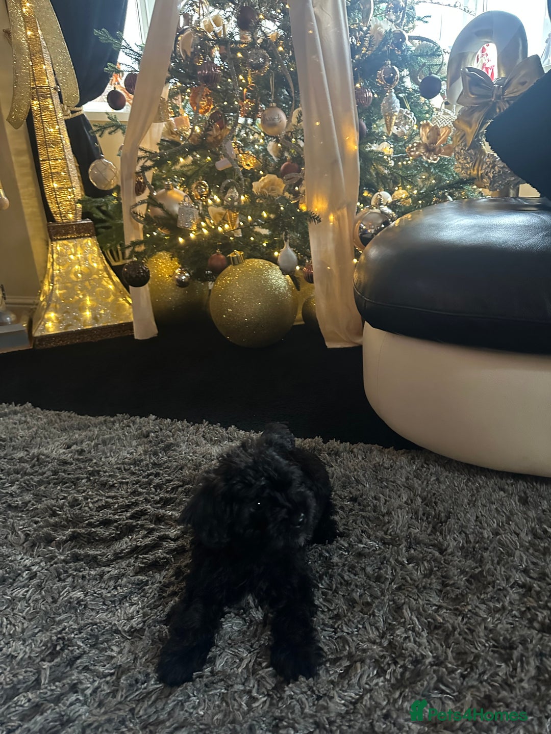 Yorkiepoo dogs for sale: Yorkiepoo Puppys - Advert 10