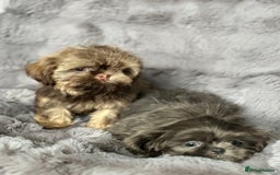 Shih Tzu dogs for sale: IMPERIAL PUPPIES READY NOW - Image 6
