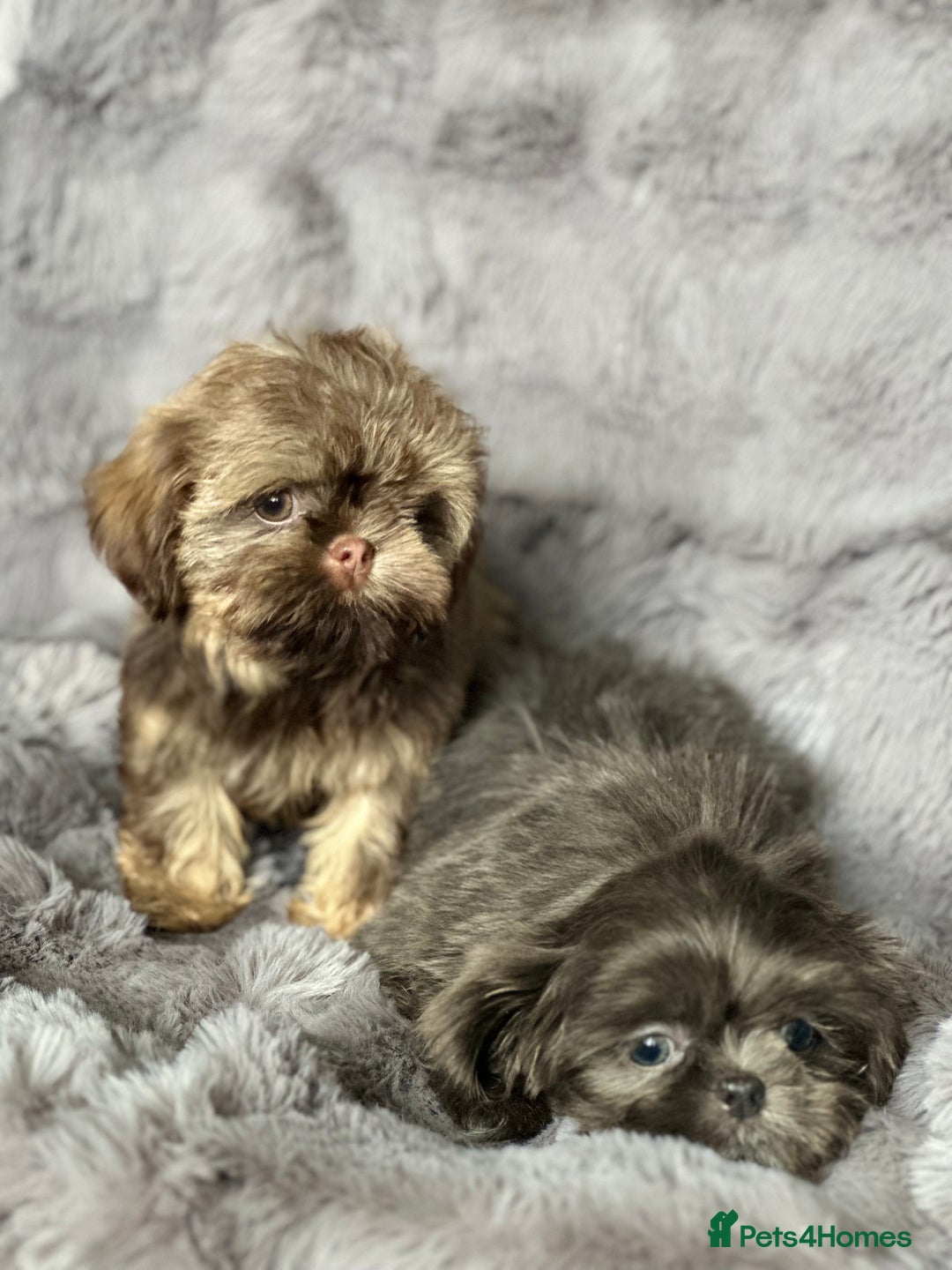 Shih Tzu dogs for sale: IMPERIAL PUPPIES READY NOW - Image 6