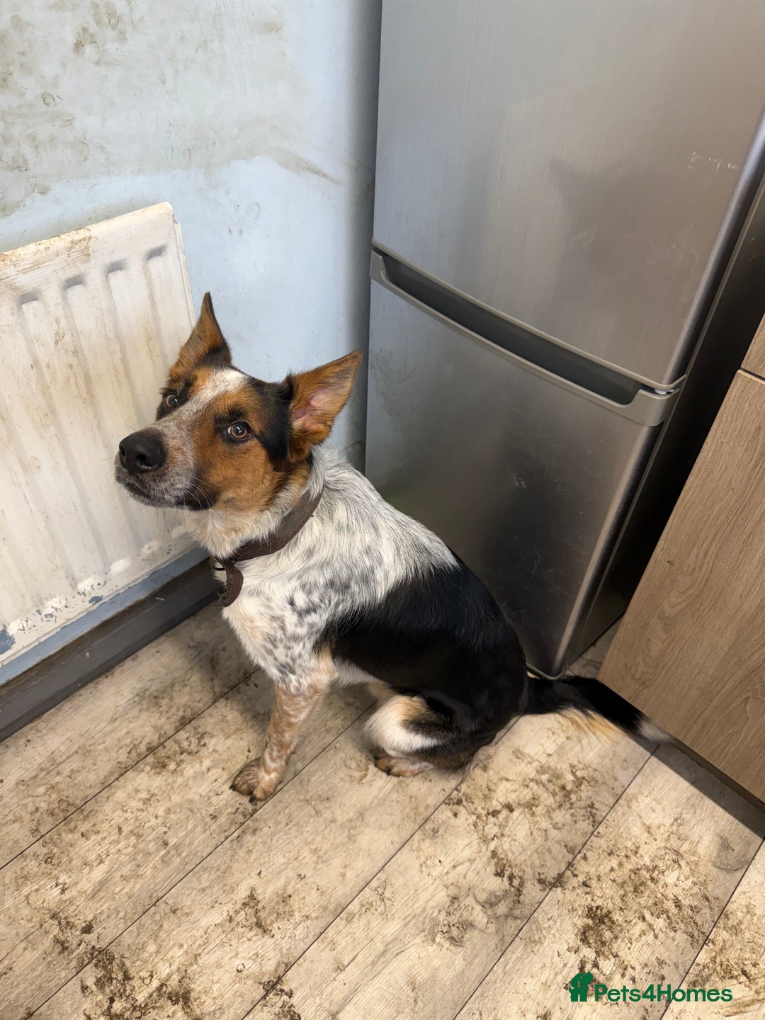 Mixed Breed dogs for sale: Border collie mix - Advert 1