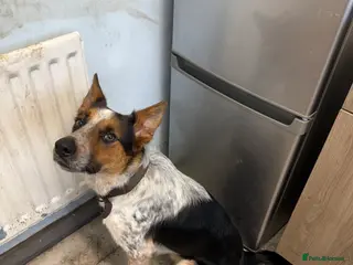 Mixed Breed dogs Border collie mix - Advert 6