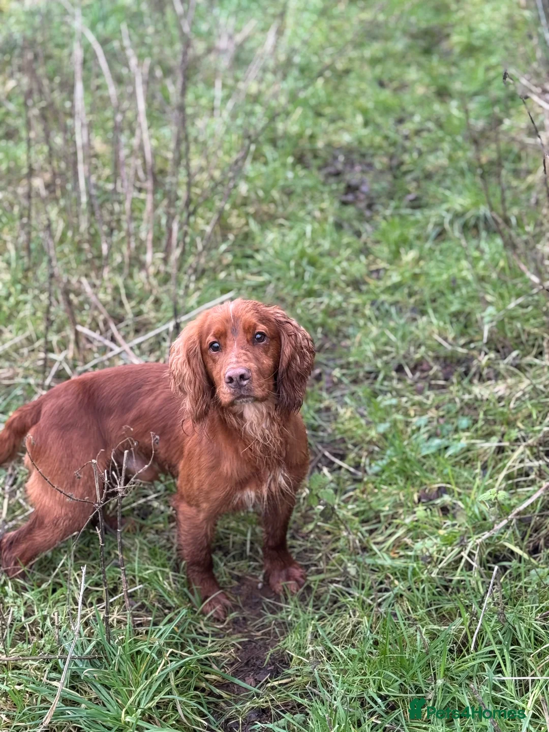 Cocker Spaniel dogs for stud: 😍KC Reg Dark Red Dog at Stud😍 in Malmesbury - Advert 3