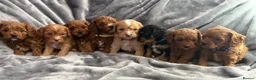 Cavapoo dogs for sale: EXTENSIVELY HEALTH TESTED F1?CAVAPOO BABIES  - Advert 8