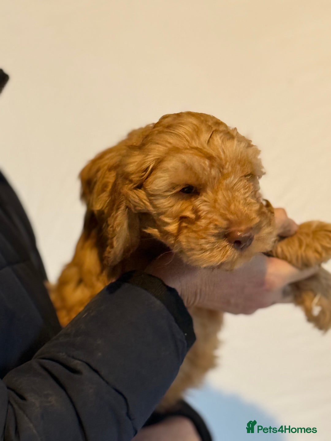 Cockapoo dogs for sale: F1 standard Cockapoo’s  - Advert 14