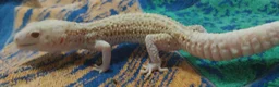 Leopard Gecko reptiles for sale: 3 leopard geckos+full setup - Advert 5