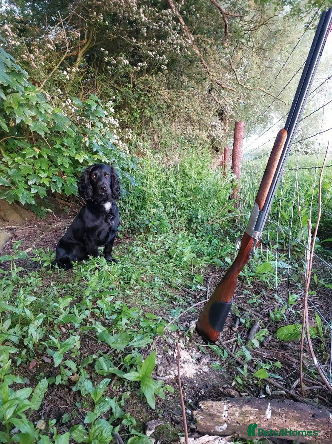 Cocker Spaniel dogs for stud: FTAW fully health tested working cocker stud in Leven - Advert 8